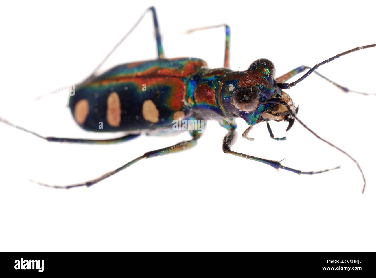 insect tiger beetle Stock Photo
