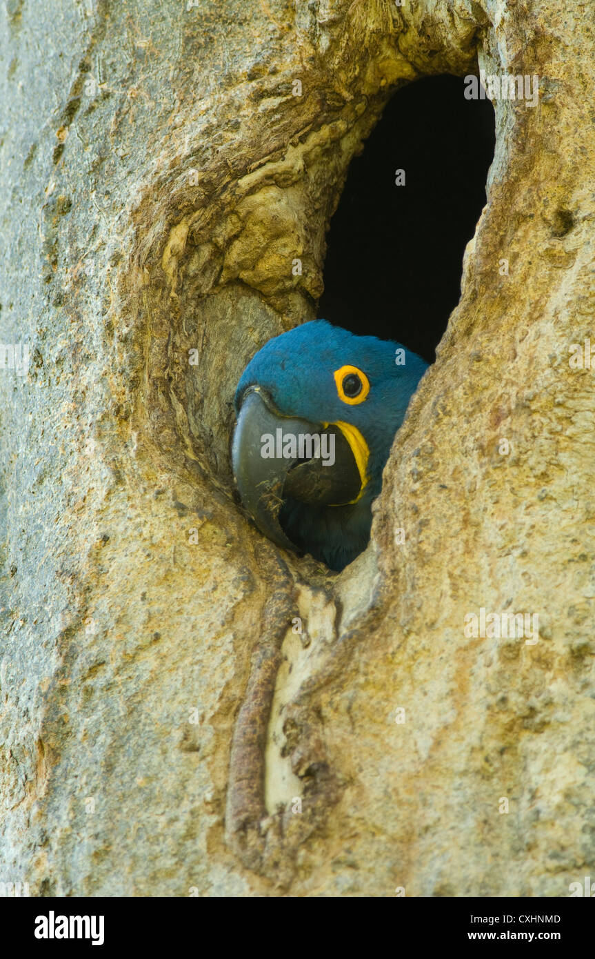 Hyacinth Macaw (Anodorhynchus hyacinthinus) in nesting hole, Pantanal, Brazil Stock Photo