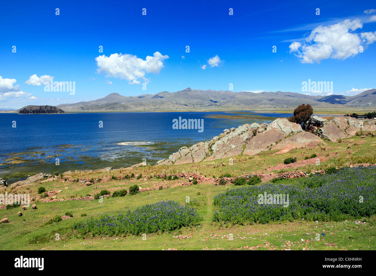 Lake Titicaca in Pomata, Puno, Peru Stock Photo