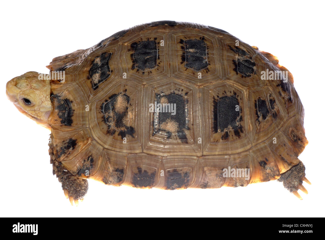 Tortoise shell pattern Cut Out Stock Images & Pictures Alamy