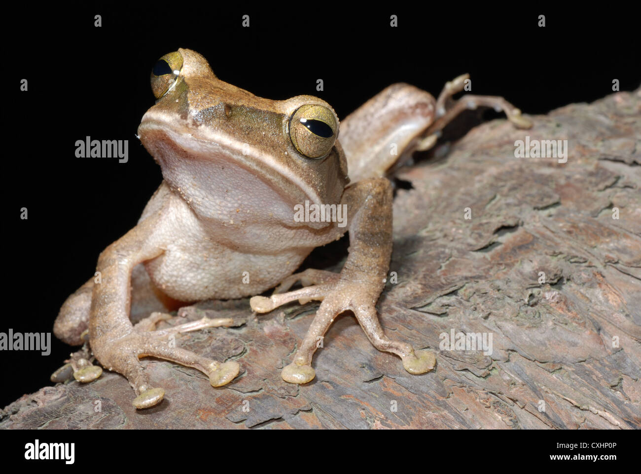 Bamboo tree frog hires stock photography and images Alamy