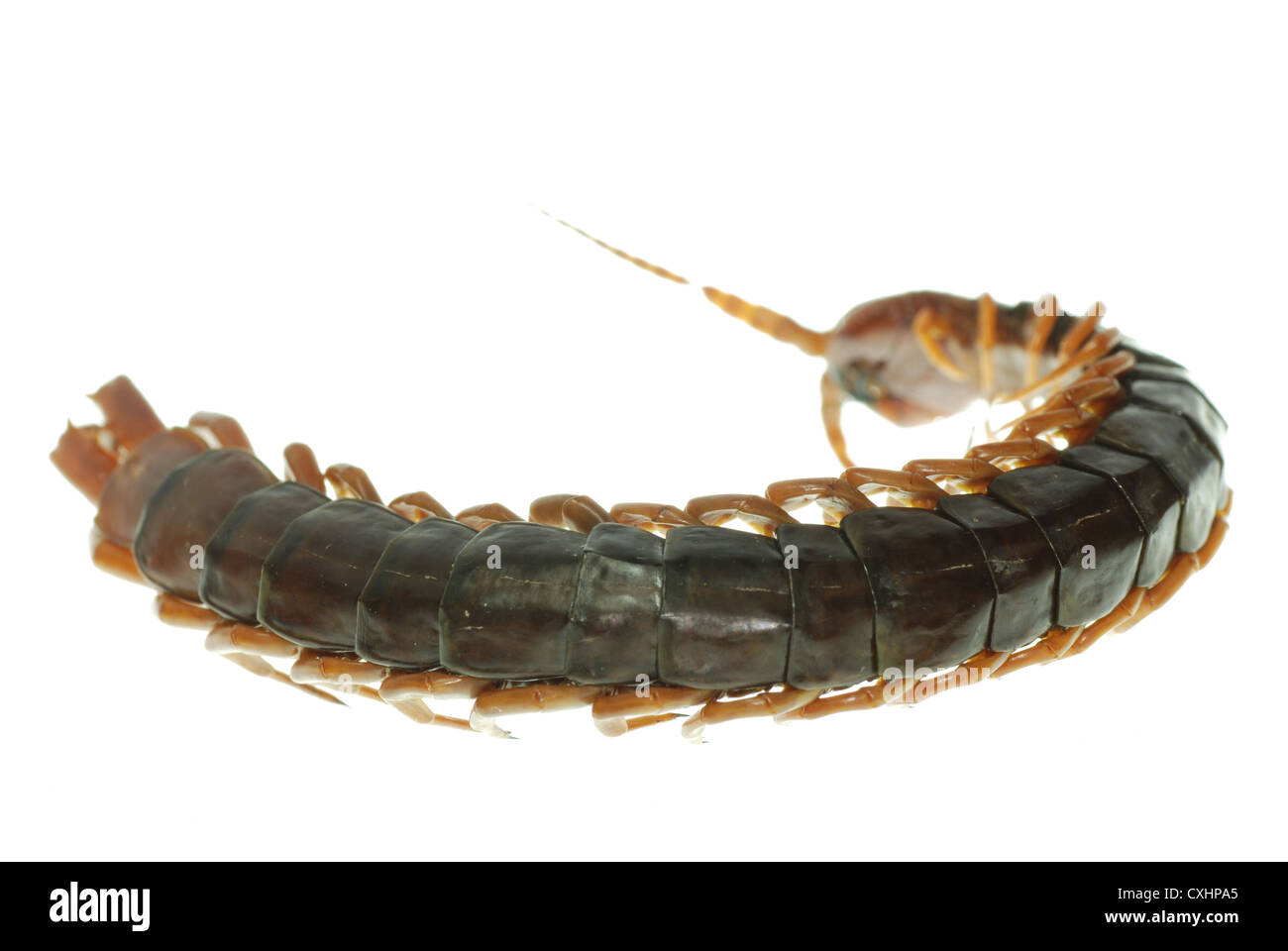 poison animal centipede Stock Photo