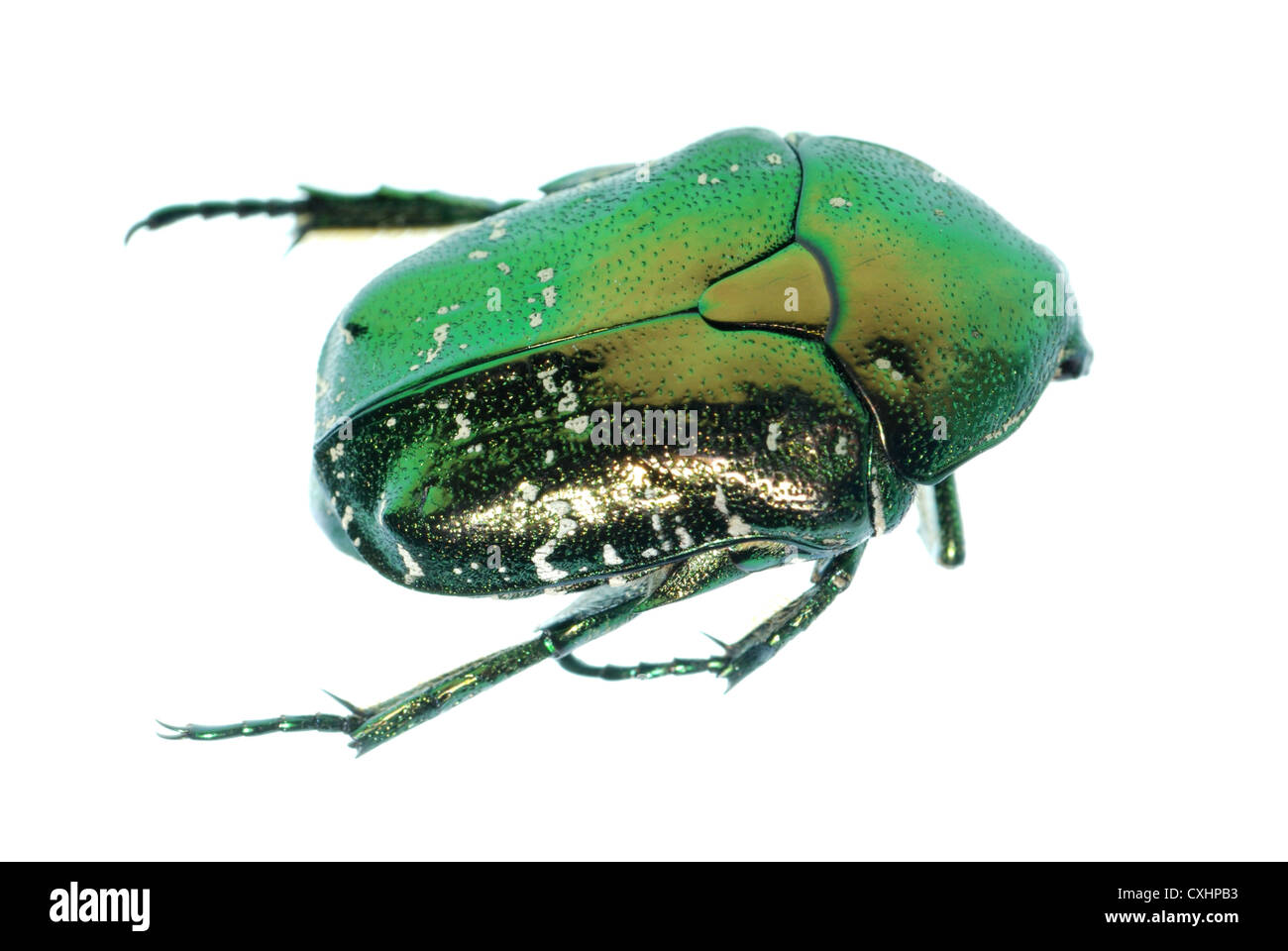 green beetle insect rose chafer Stock Photo - Alamy