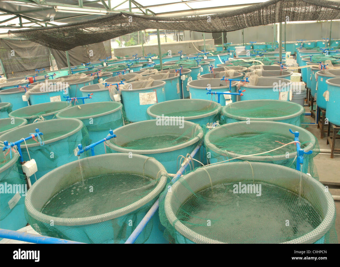Fish Farm Aquaculture Stock Photos & Fish Farm Aquaculture Stock Images