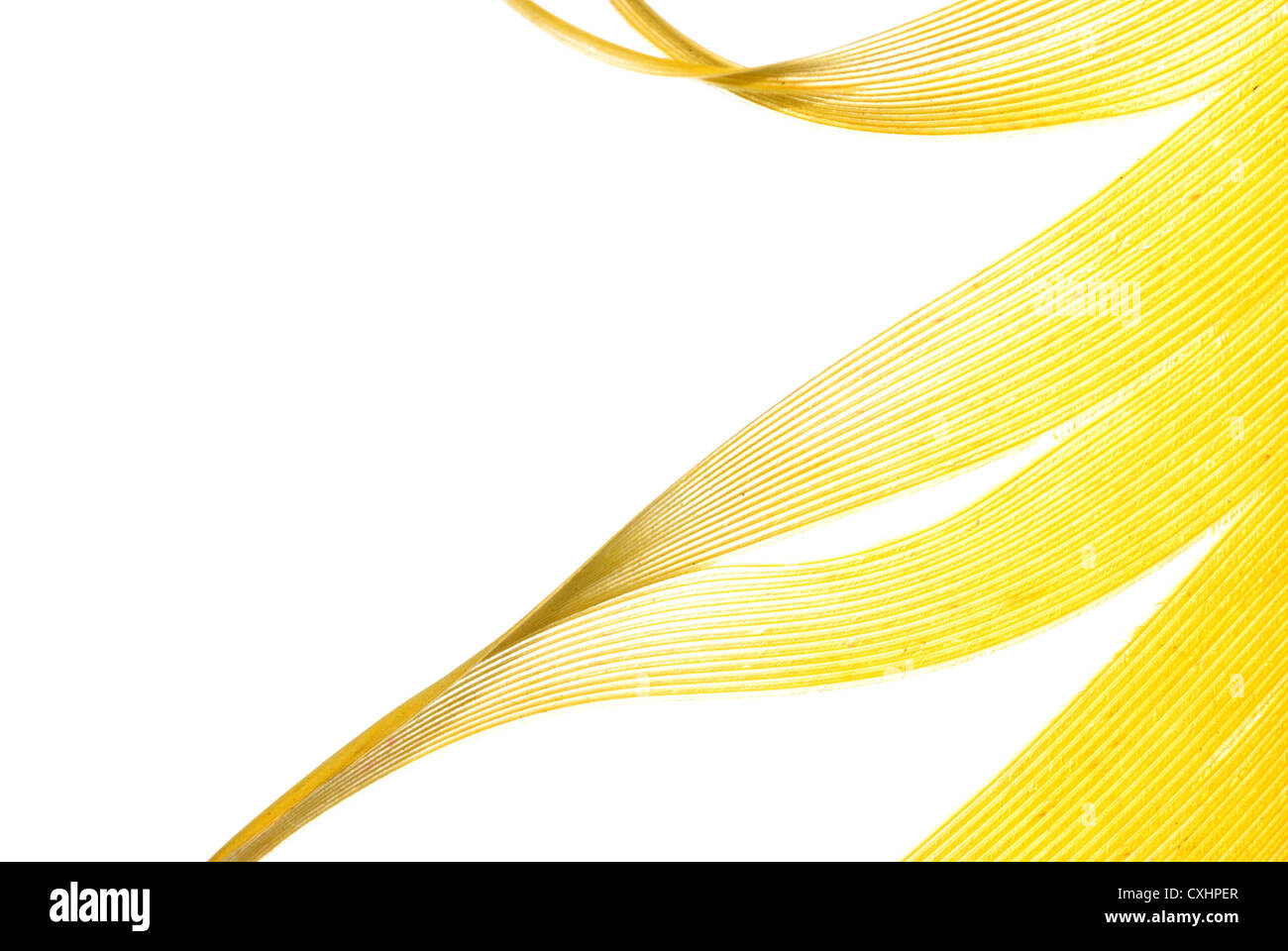 yellow feather abstract texture background Stock Photo - Alamy
