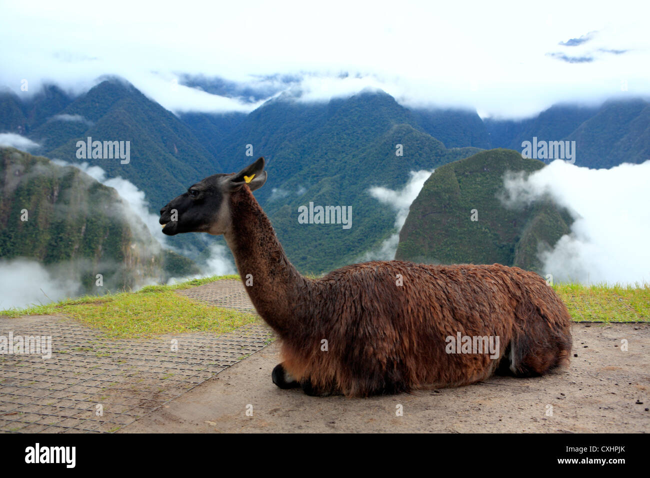 Llama machu picchu peru hi-res stock photography and images - Alamy