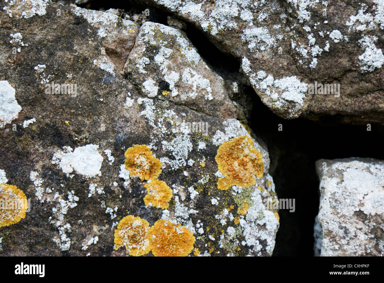 Yellow lichen on stone wall Stock Photo Alamy