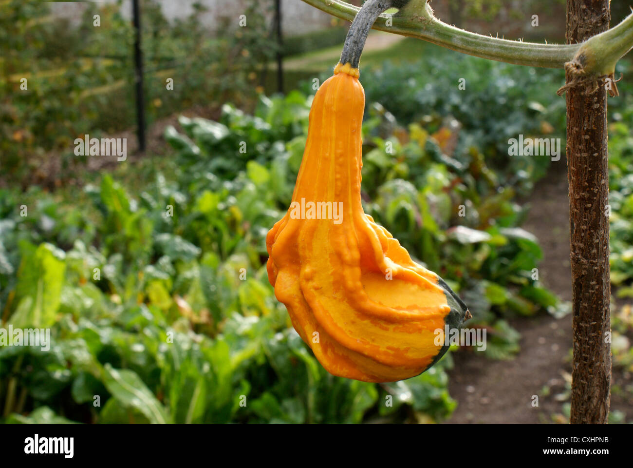 Yellow orange squash Stock Photo Alamy