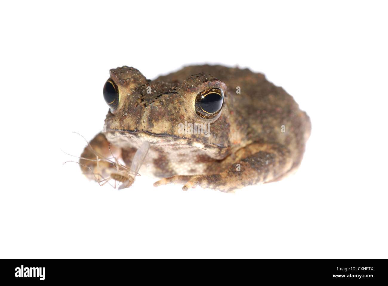 animal toad look at mosquito bug Stock Photo - Alamy