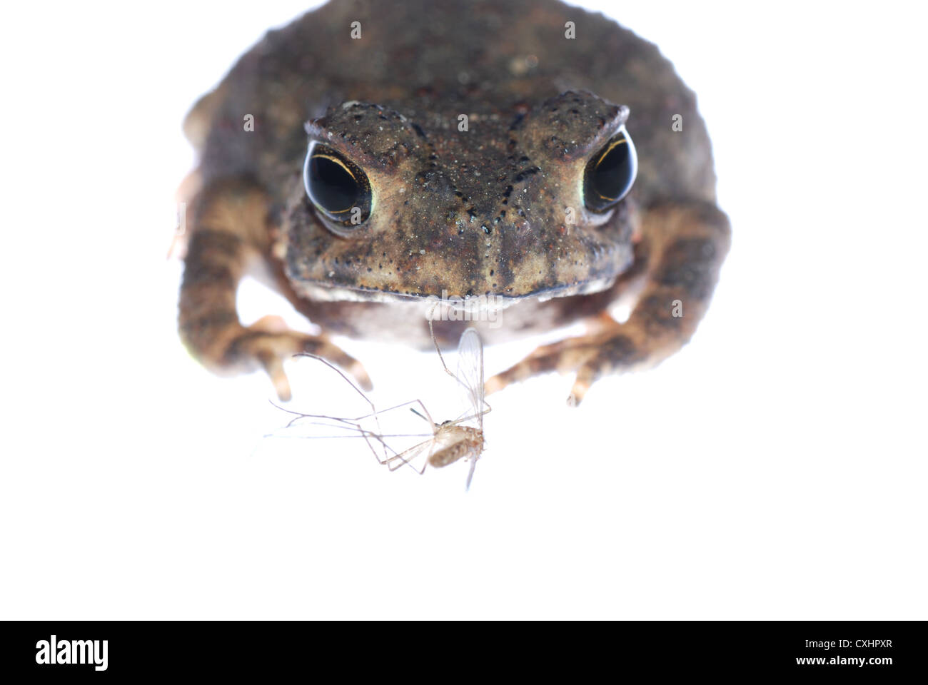 animal toad look at mosquito bug Stock Photo - Alamy