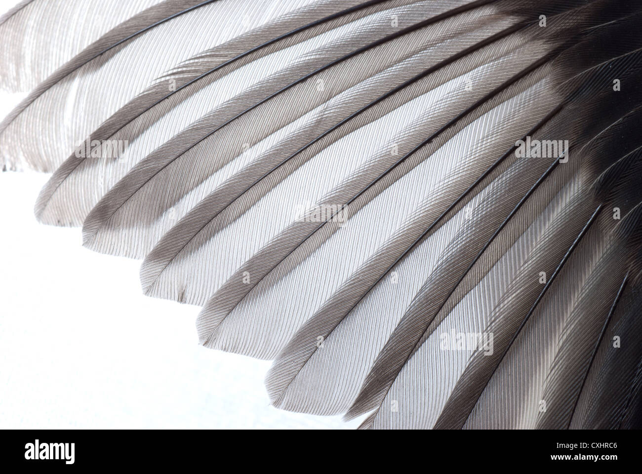 bird wing texture Stock Photo