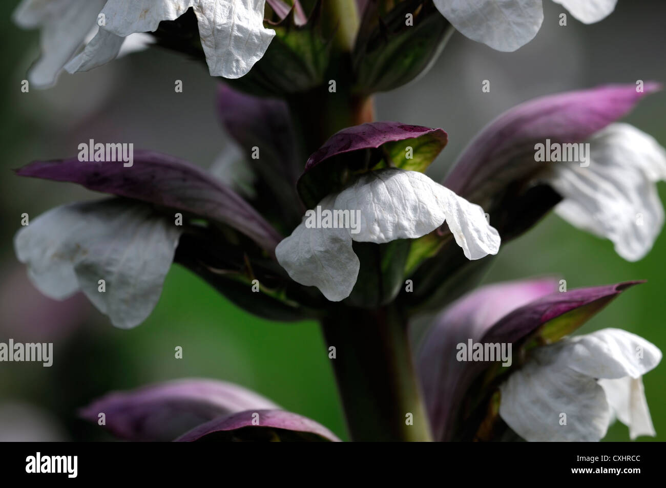 Acanthus mollis hi-res stock photography and images - Alamy