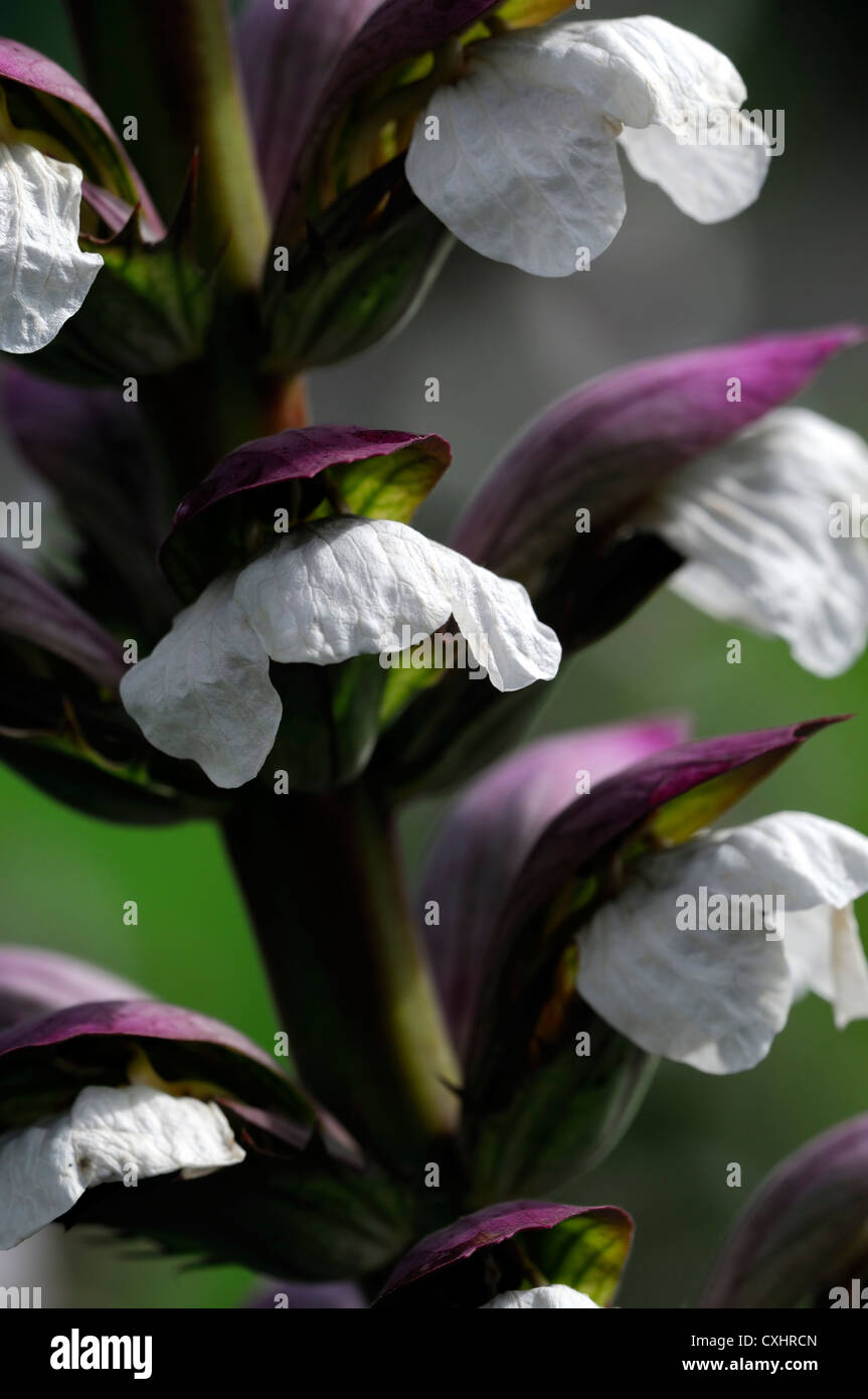 Acanthus mollis hi-res stock photography and images - Alamy