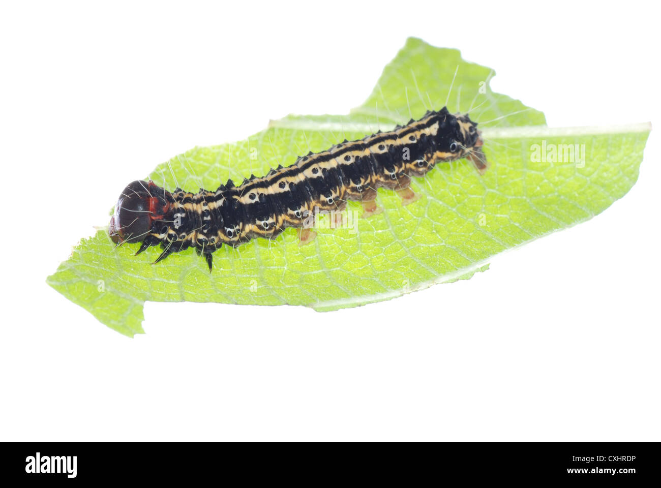butterfly caterpillar on green leaf Stock Photo - Alamy