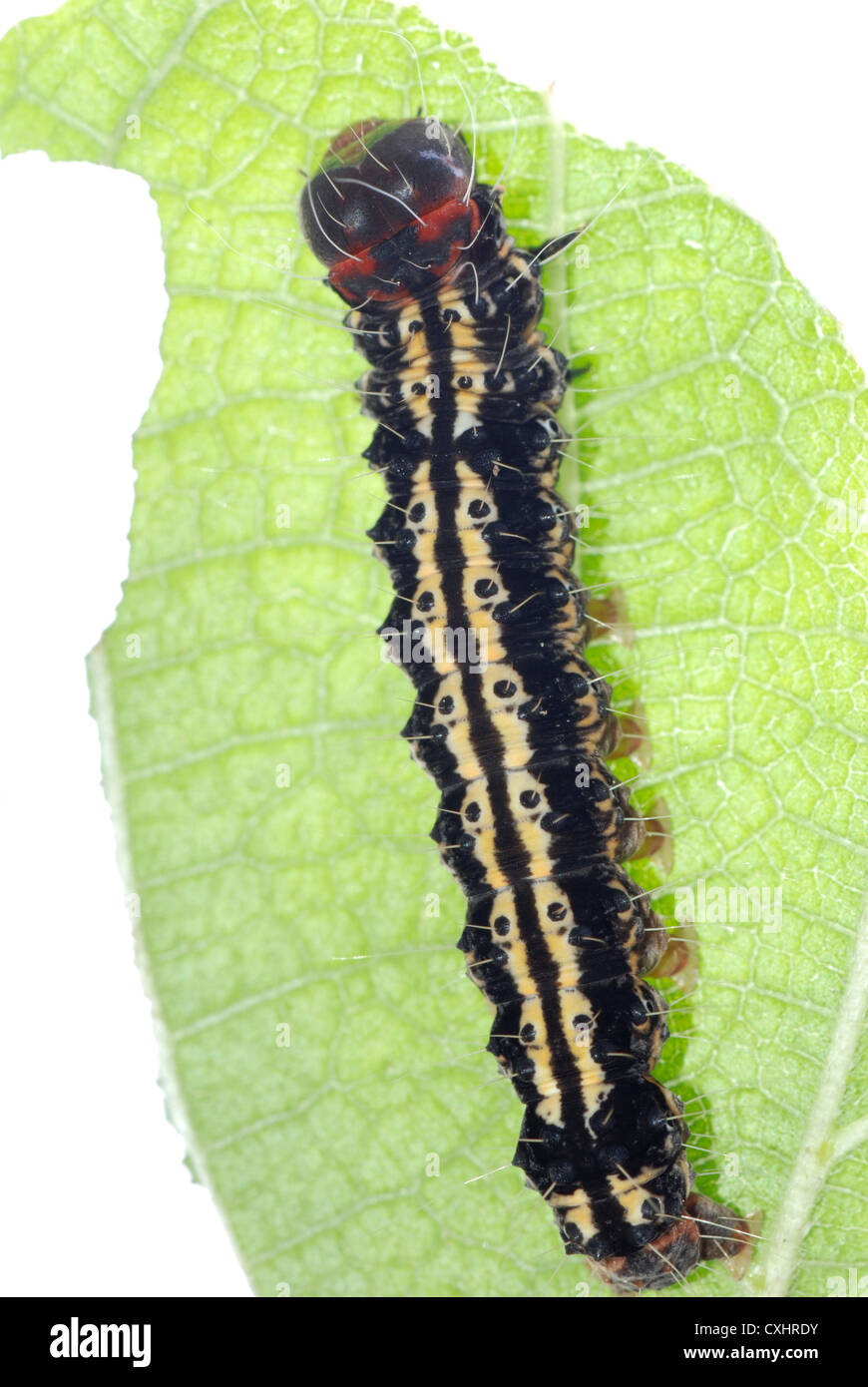 butterfly caterpillar on green leaf Stock Photo - Alamy