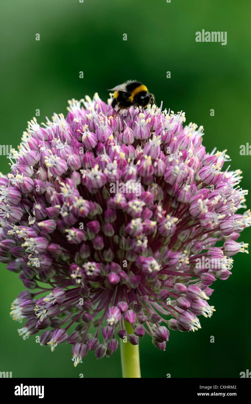 allium tuberosum chinese garlic chives pink flower bumble bee closeup selective focus plant