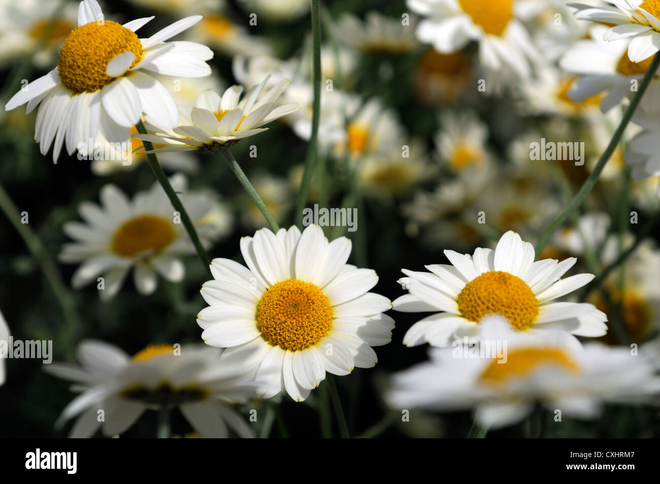 anthemis tinctoria sauce hollandaise mayweed summer closeup july plant
