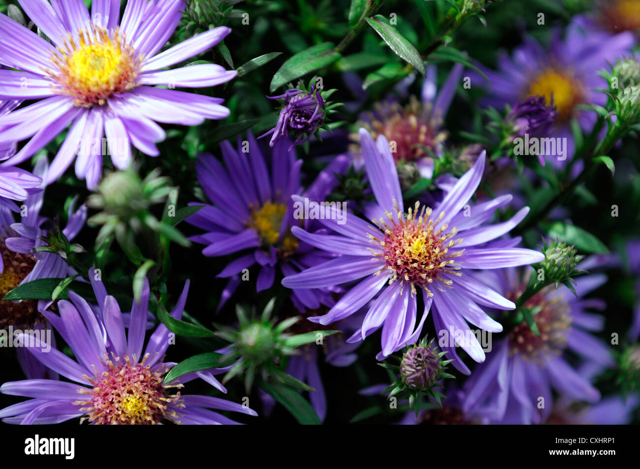 aster dumosus early blue asters plant portraits purple flowers closeup selective focus early autumn autumnal Stock Photo