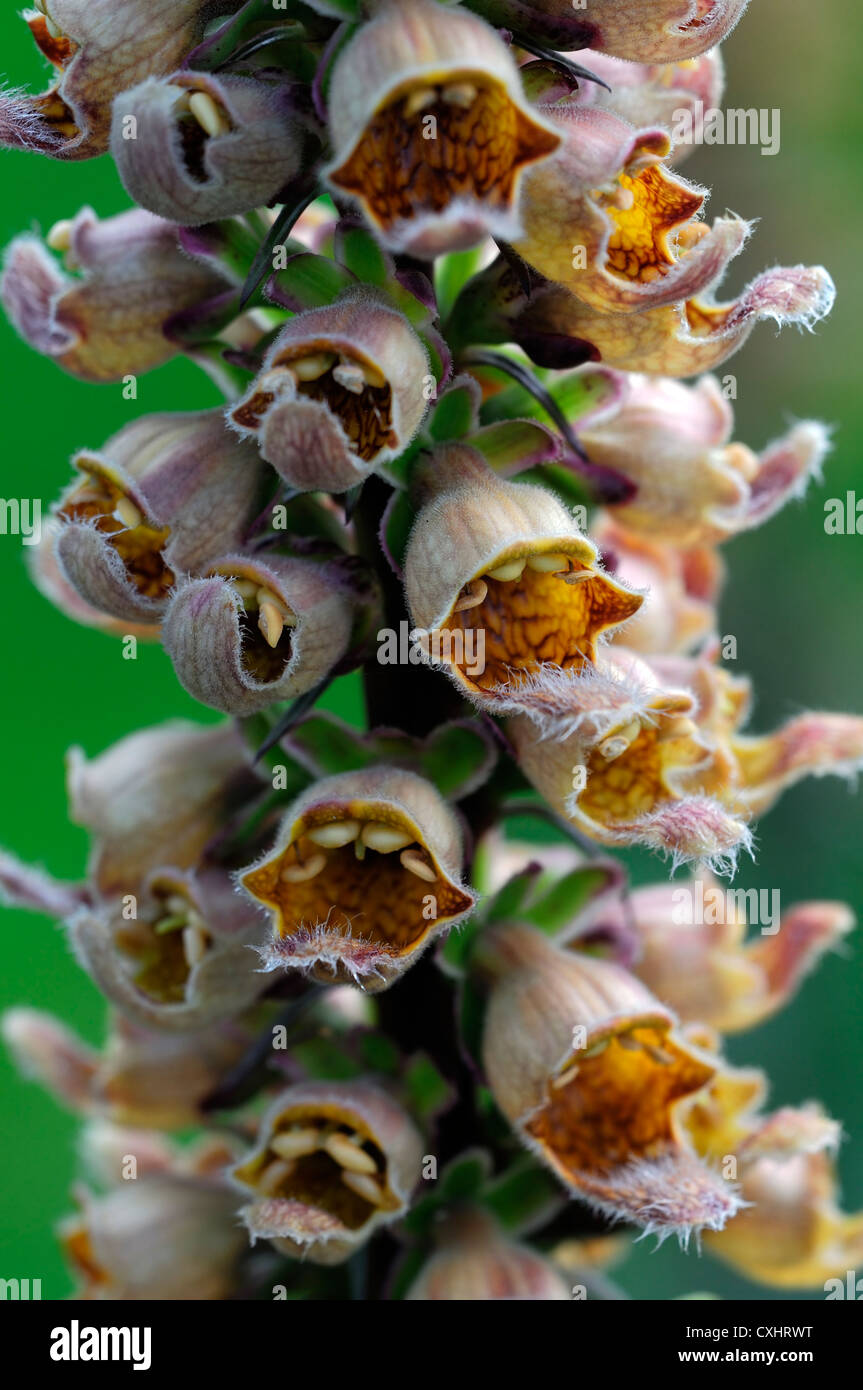 digitalis laevigata foxglove perennial flowers bloom blossom flower flowering blooms closeups close-ups ups Stock Photo