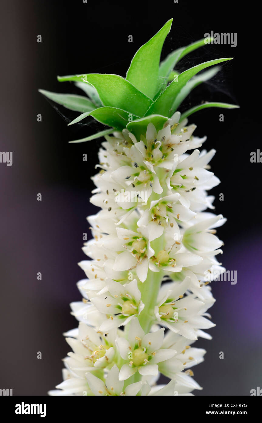 autumnalis pineapple lily white petals flowers green leaves