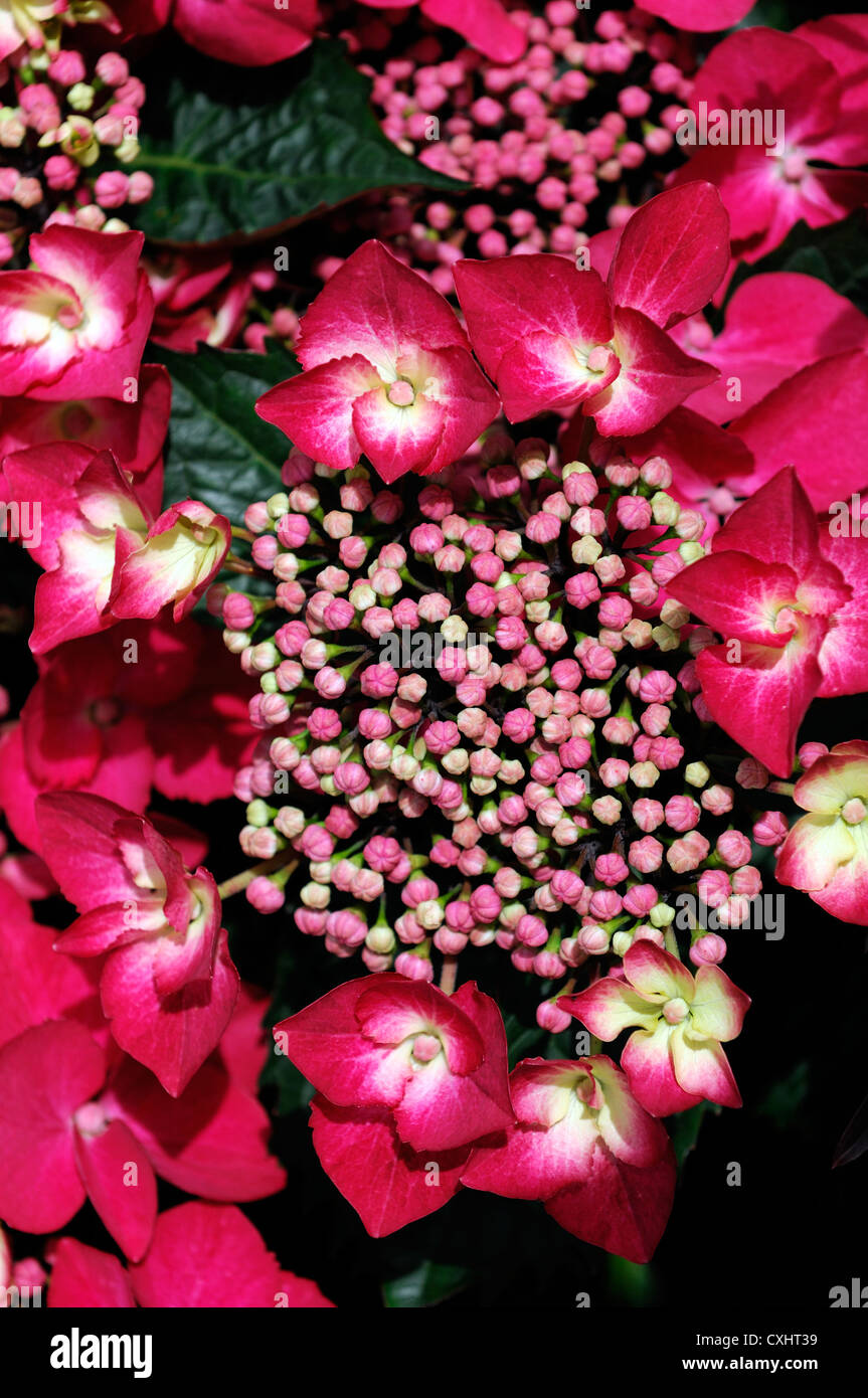 hydrangea macrophylla cardinal red flower flowers mophead mopheaded deciduous shrubs bloom blossoming Stock Photo
