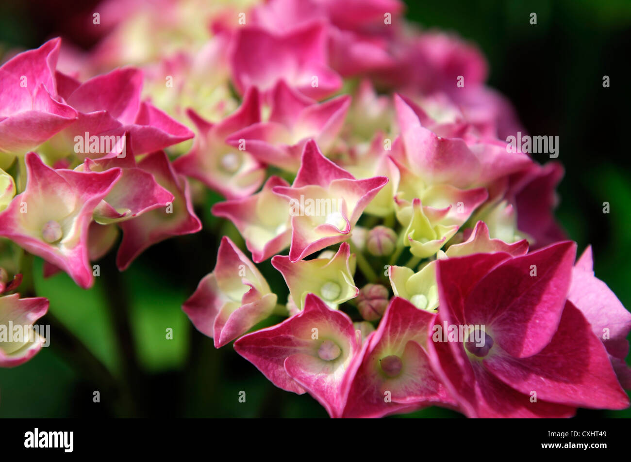 hydrangea macrophylla masja pink flowers mophead mopheaded deciduous