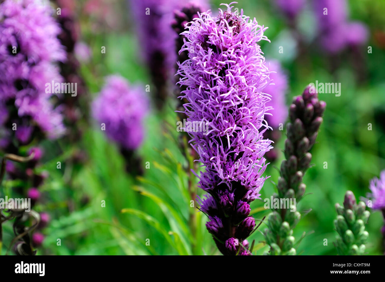 liatris spicata kobold button snakeroot bright pink flowers flowering blooms spires perennials august summer closeups close-ups Stock Photo