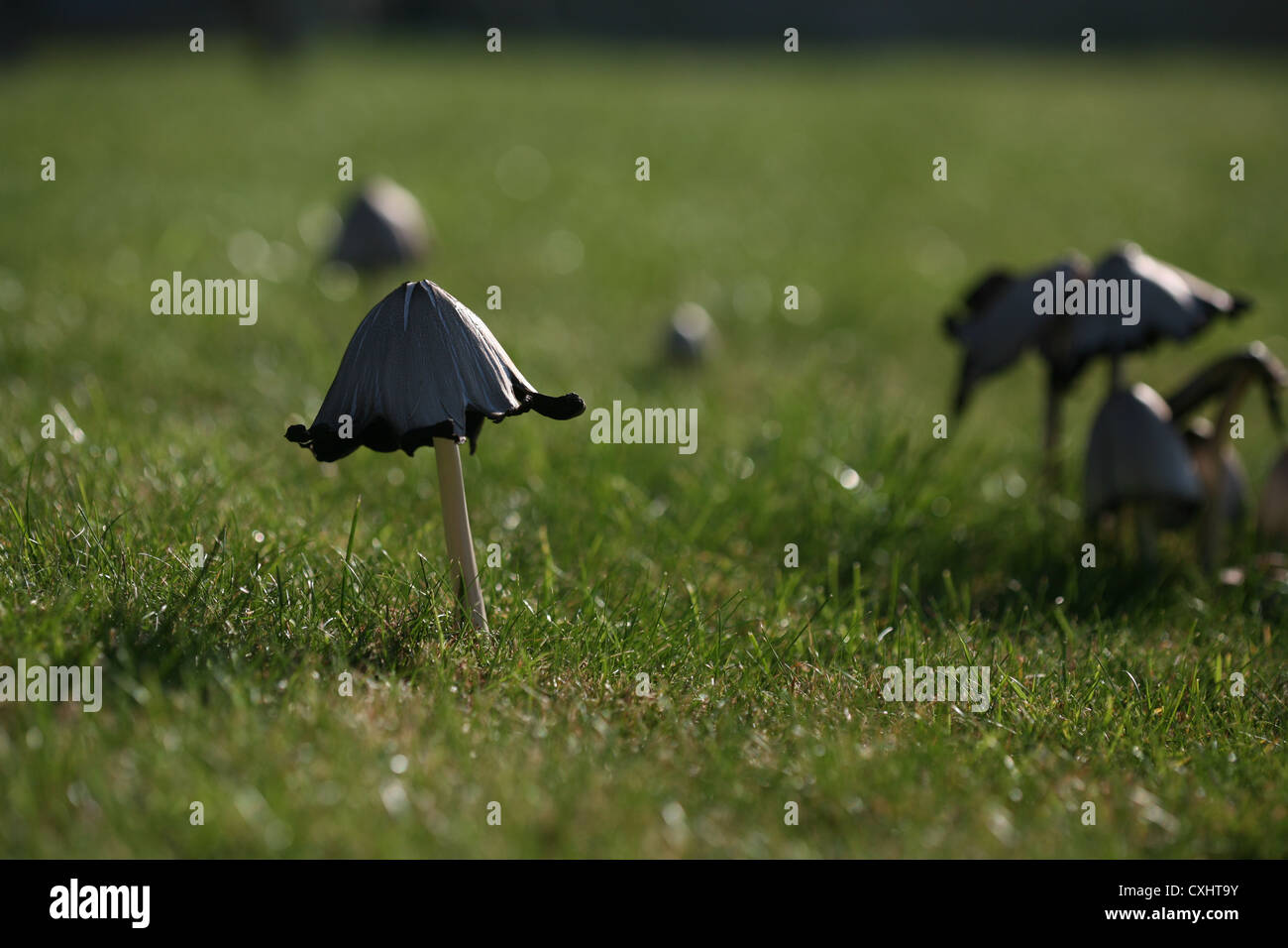 Toadstool Stock Photo Alamy