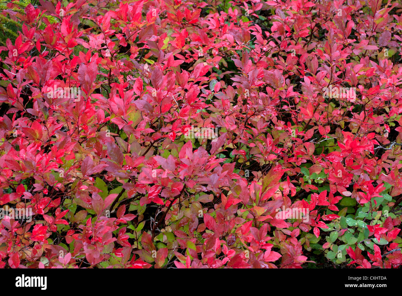 Blueberry Bush in fall/autumn colours at Paradise Meadows, Strathcona Park, Vancouver Island, BC, Canada in September Stock Photo