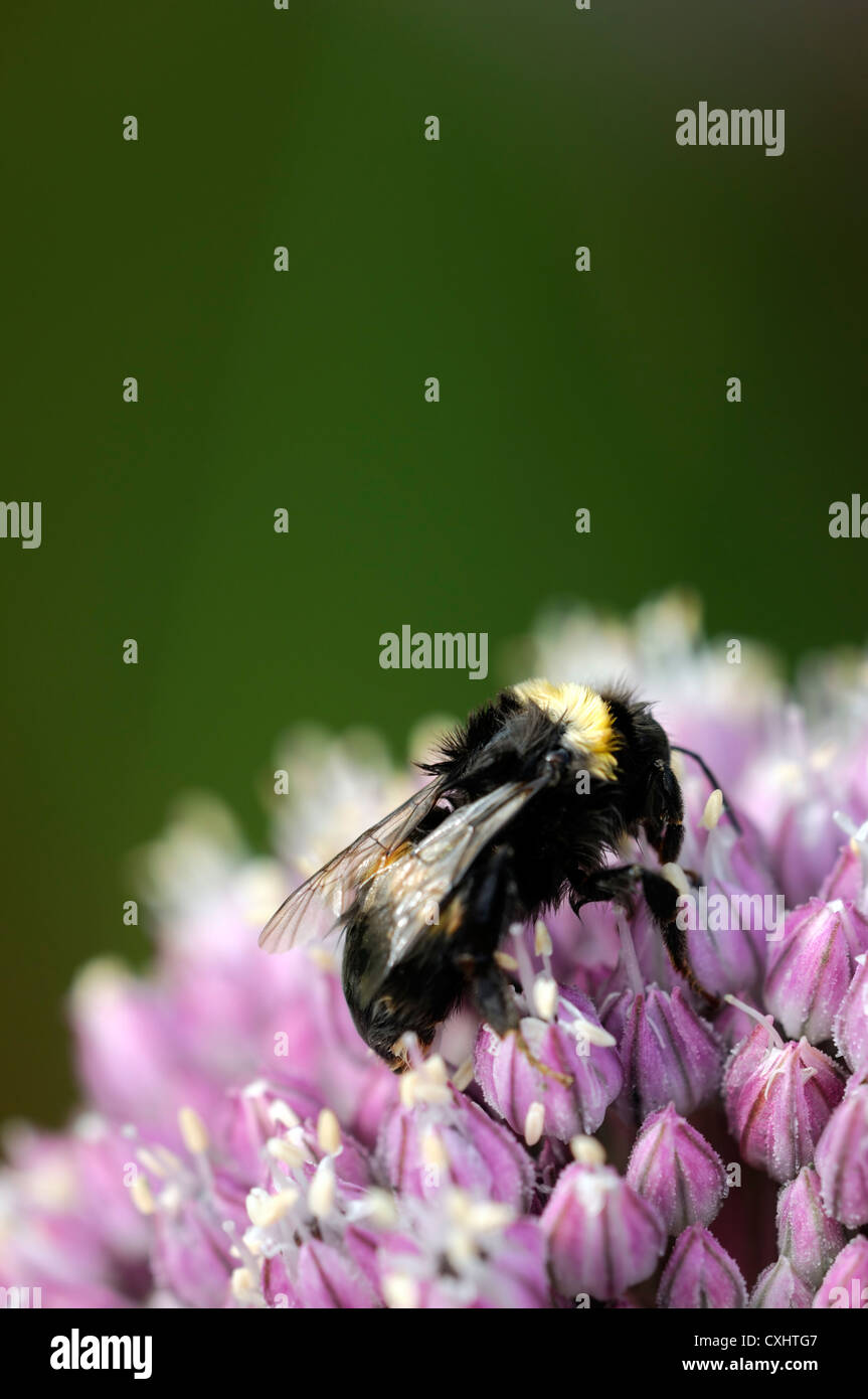 sick wet bee allium tuberosum ill die off flower perennial bulb insect Stock Photo