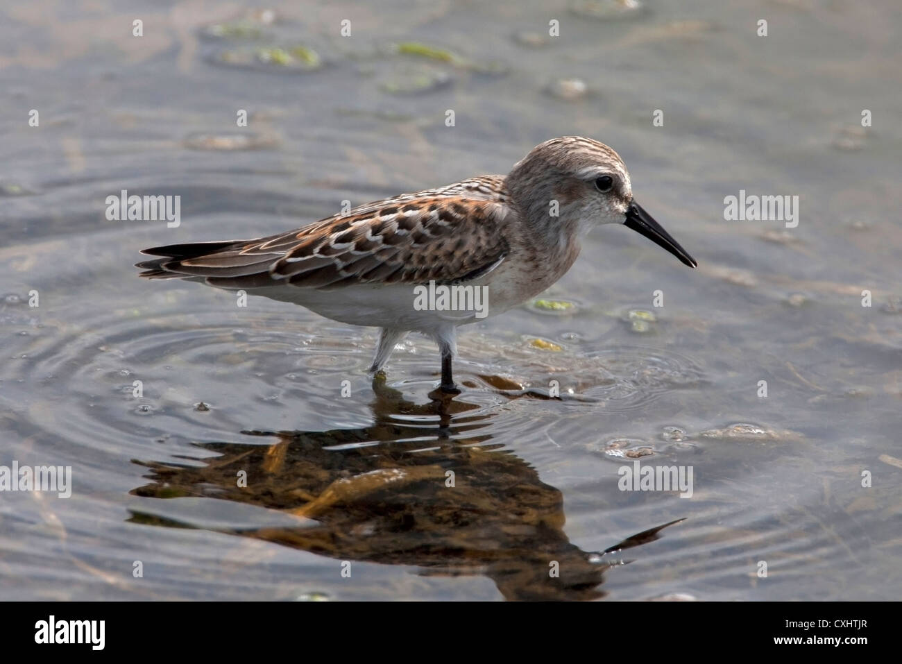 Western Sandpiper (Calidris mauri) wading in search of food at French Creek, Vancouver Island, BC, Canada in September Stock Photo