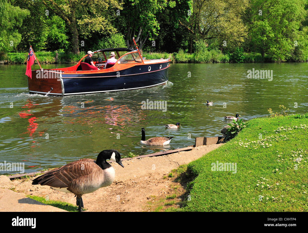 Summer day cruising on a gentlemans motor yacht or motorboat on the  upper reaches of the River Thames with Canada Geese at Pangbourne,  Berkshire, UK Stock Photo