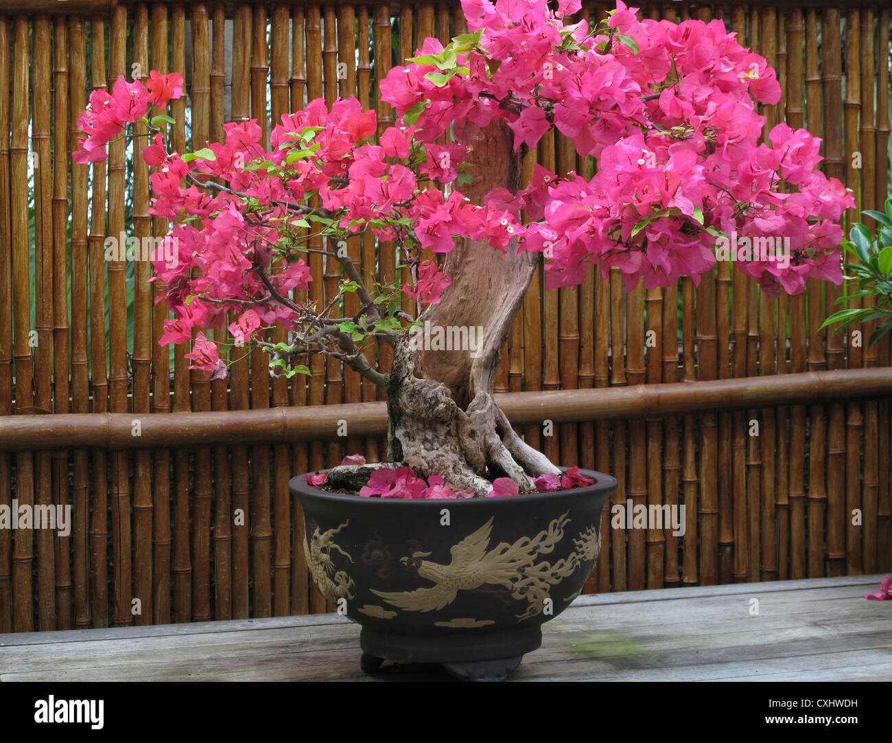 Bougainvillea flower as a bonsai in a pot against bamboo Bougainvillea flower as a bonsai in a pot against bamboo