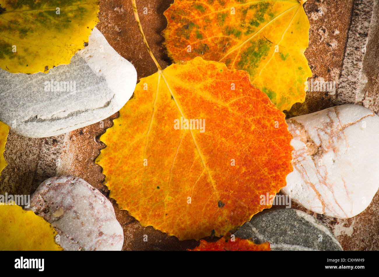 Yellow and colorful fallen down leaves, background Stock Photo - Alamy