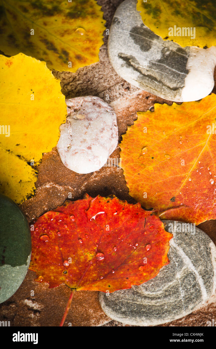 Yellow and colorful fallen down leaves, background Stock Photo - Alamy