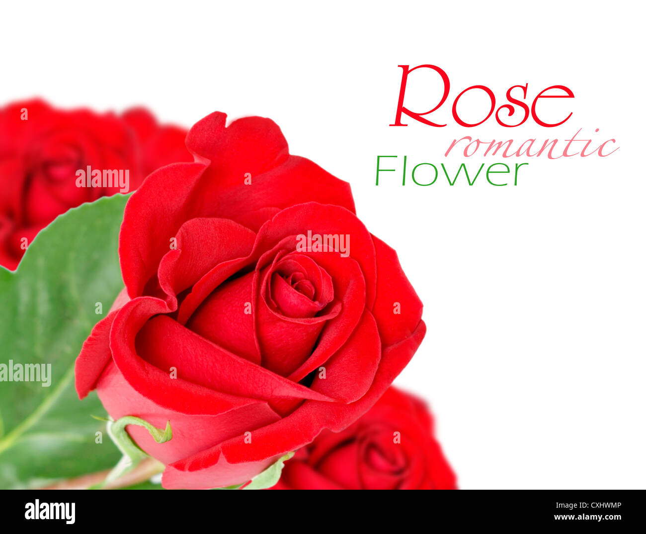 Red rose with leaves isolated on white Stock Photo Alamy
