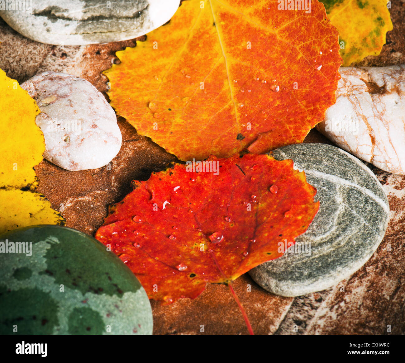 Yellow and colorful fallen down leaves, background Stock Photo - Alamy