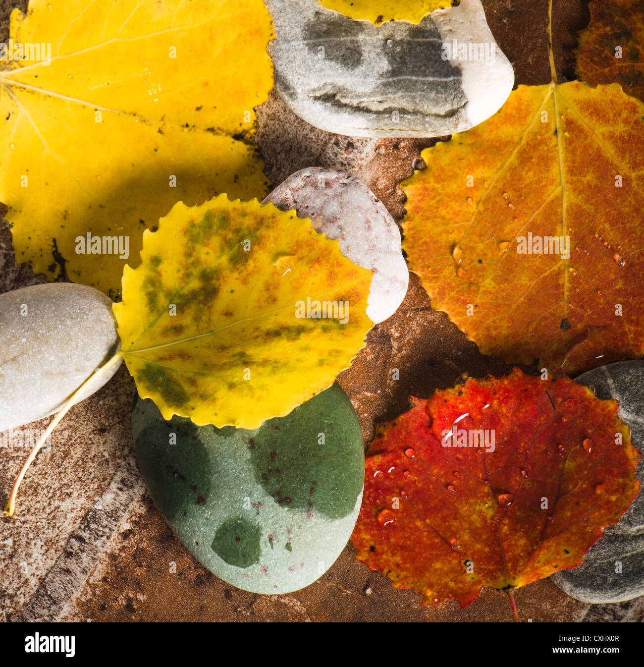 Yellow and colorful fallen down leaves, background Stock Photo Alamy