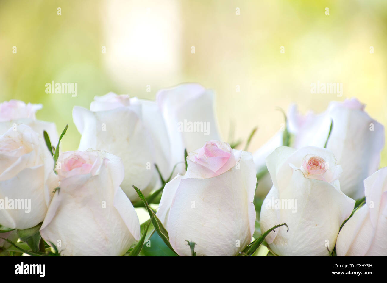 rose isolated on a green background Stock Photo - Alamy