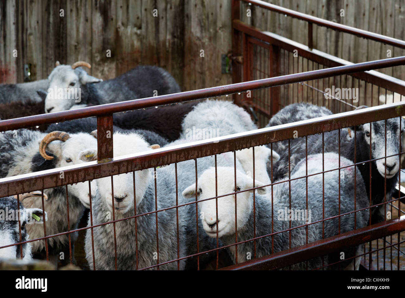 Herdwick sheep in a pen, farm animals in Rosthwaite Lake District Cumbria North West England UK Stock Photo