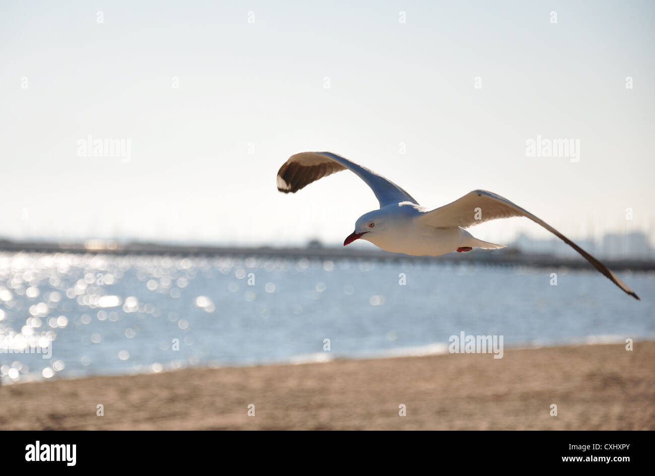 seagull is flying on the sky of St Kilda in Melbourne Australia Stock Photo