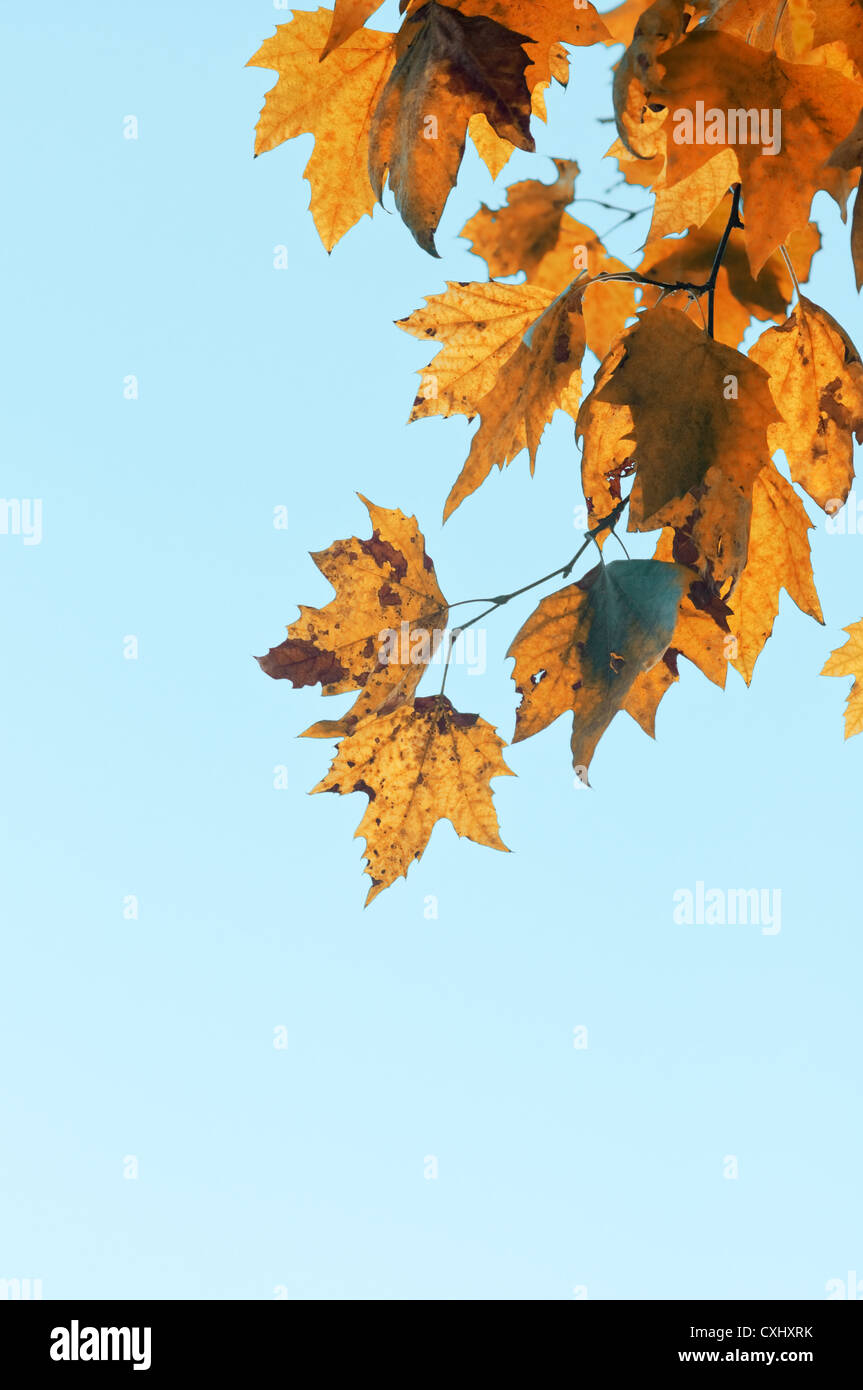 Branch of maple tree with yellow leaves against blue sky Stock Photo ...
