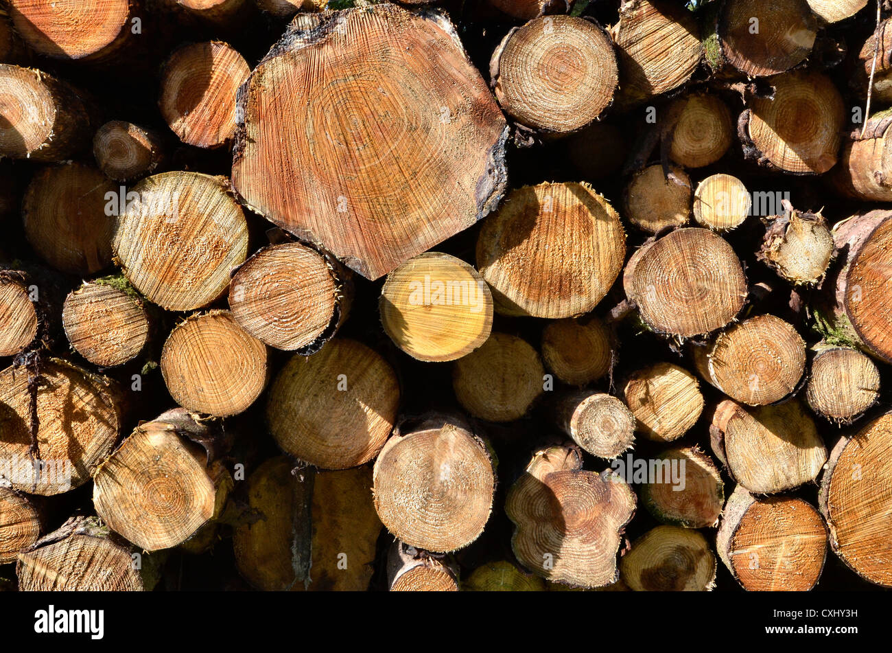 Detail of stacked, logged, tree trunks. Cross section of a tree trunk, tree trunk cross section, tree trunk rings. Carbon capture metaphor. Stock Photo