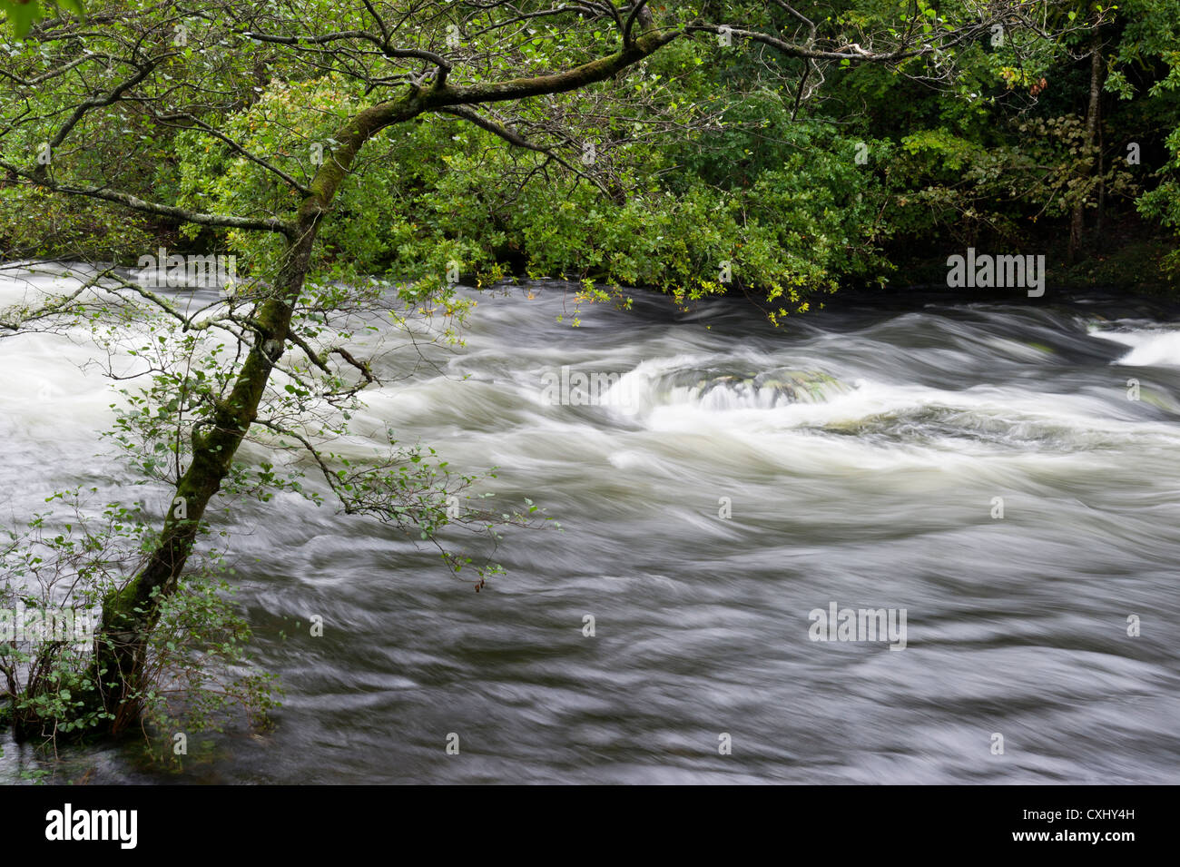 River Rothay in spate just outside Ambleside Cumbria North West England Stock Photo