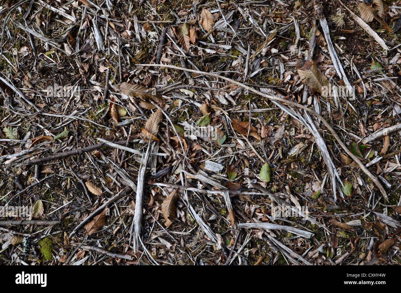 Woodland leaf and twig debris. Stock Photo