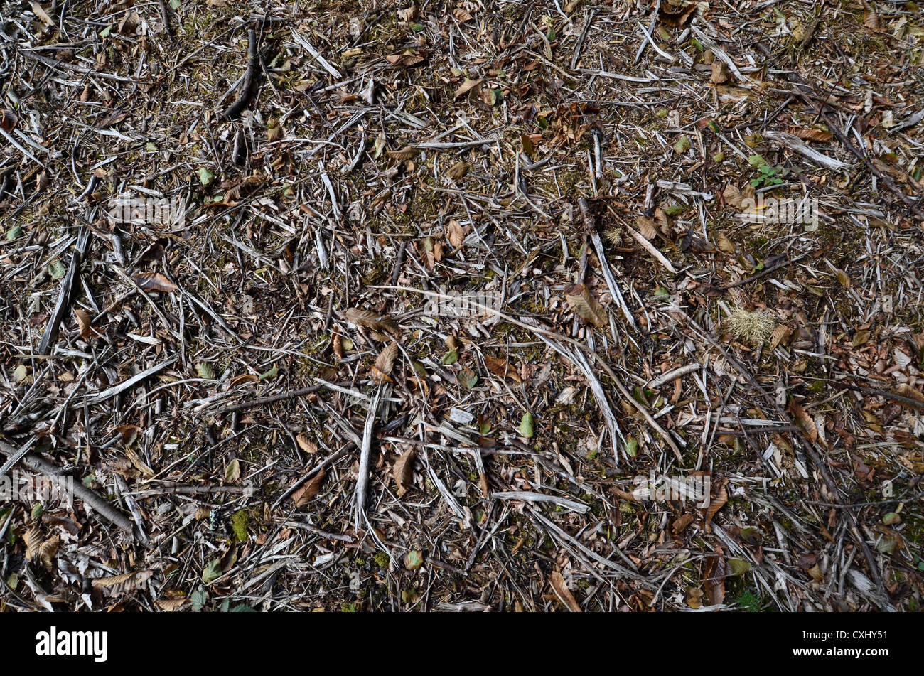 Woodland leaf and twig debris Stock Photo - Alamy