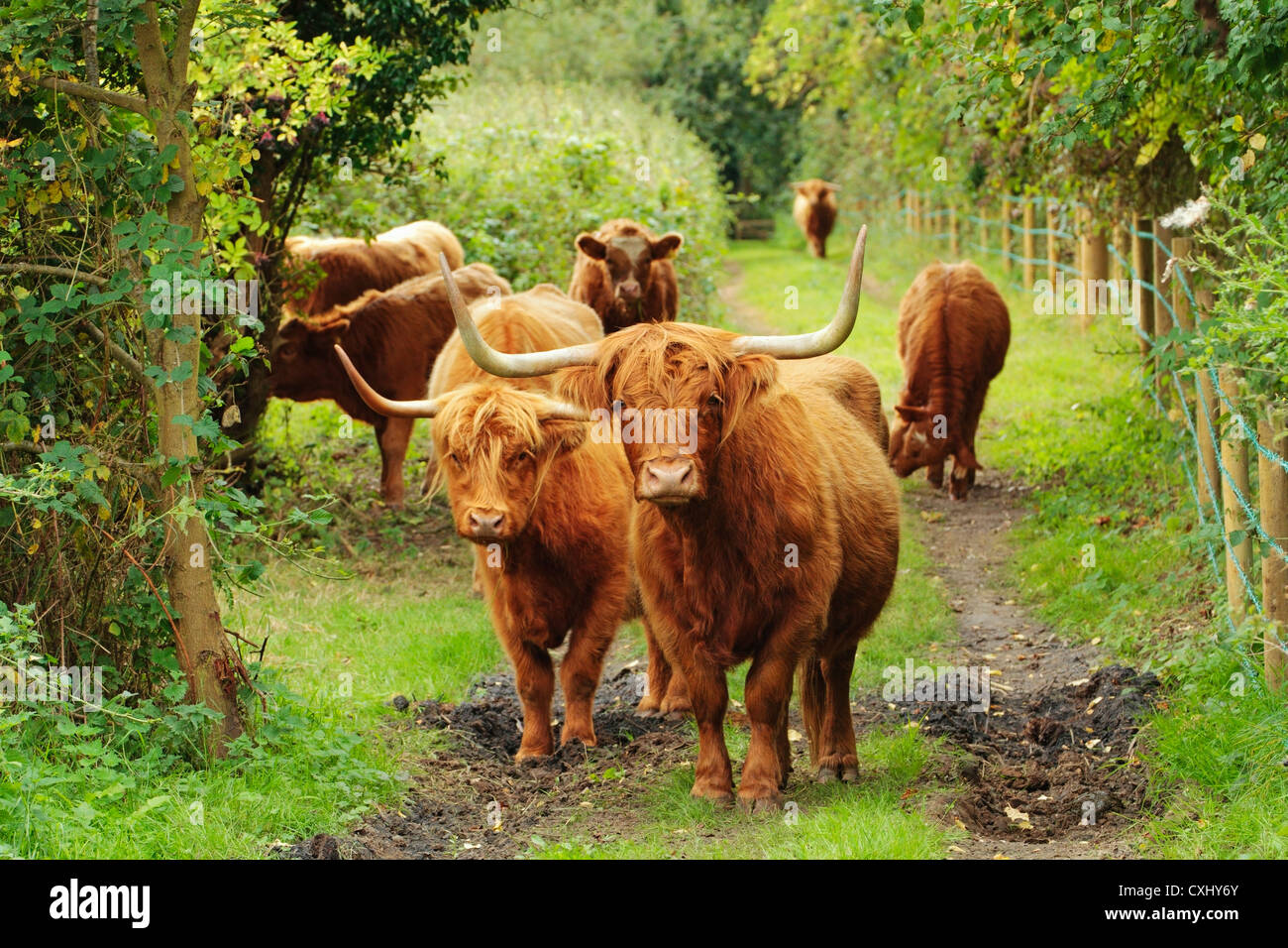 Highland Cattle, Acle, Norfolk, England, United Kingdom Stock Photo