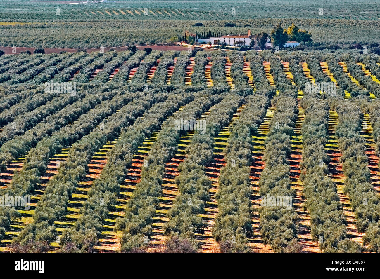Olive grove Antequera Malaga Andalusia Spain campo de olivos y cortijo en la comarca de