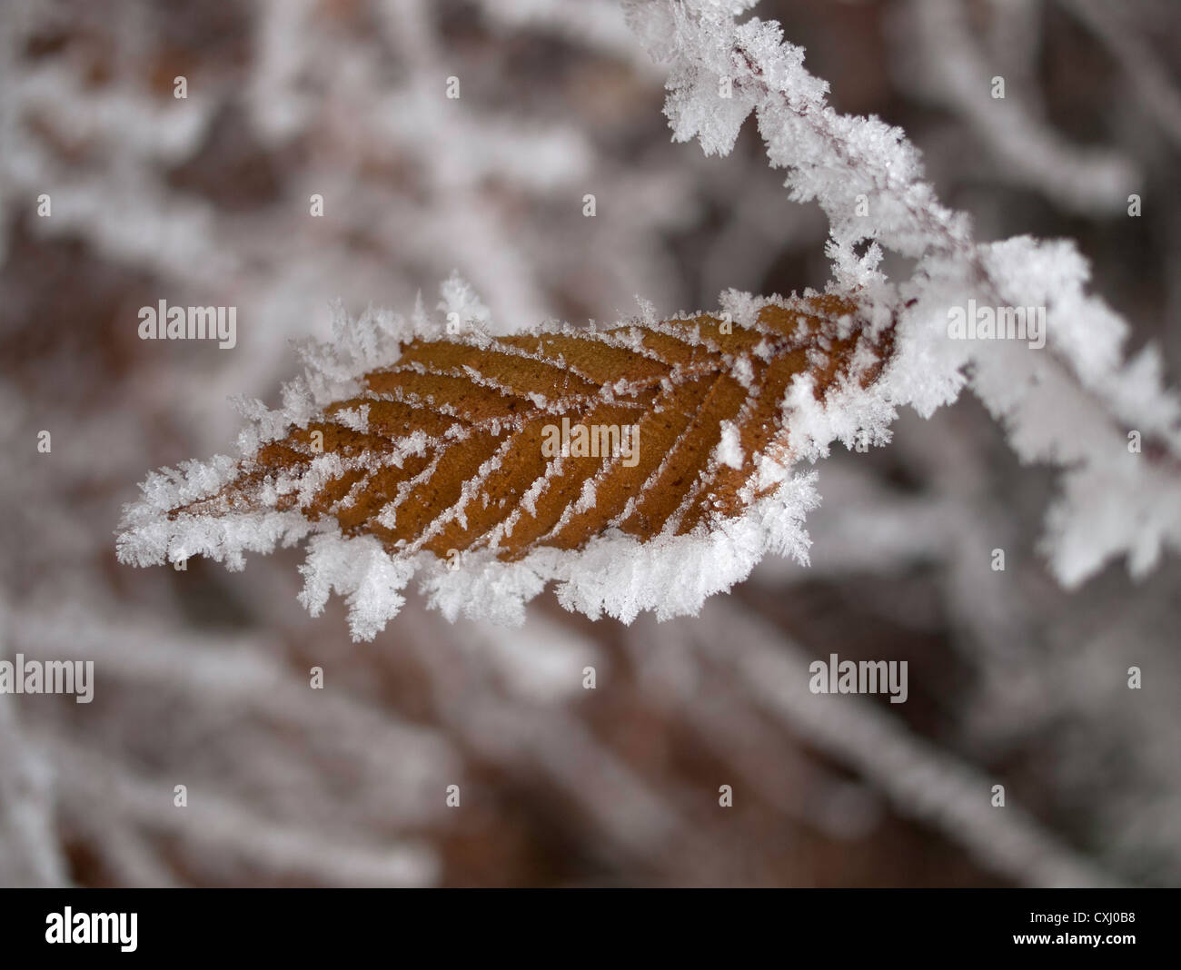 Carpinus betulus (European or common hornbeam) frozen leaf Stock Photo