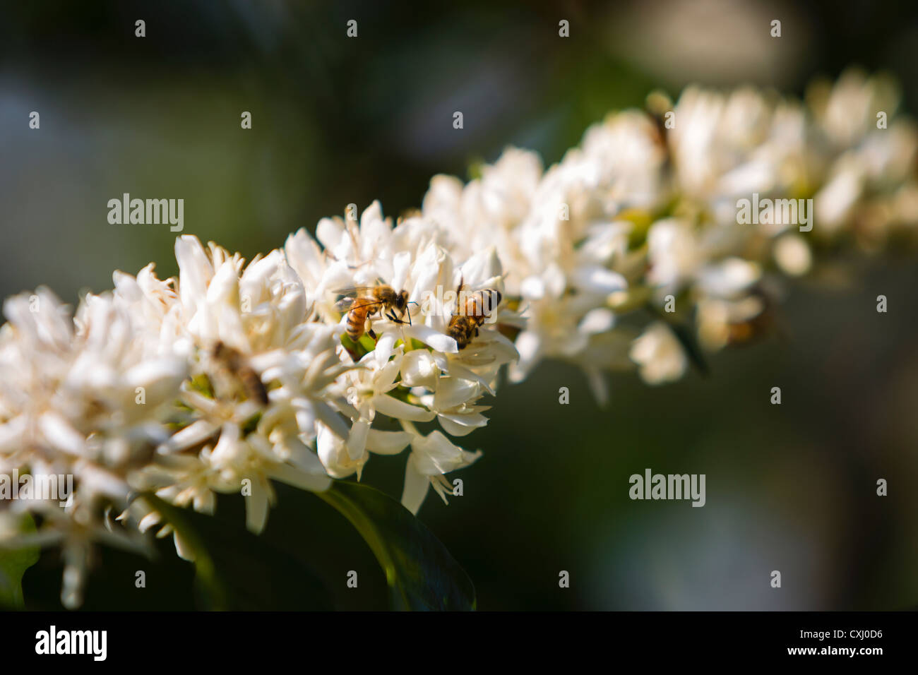 Coffee pollination hi-res stock photography and images - Alamy